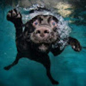 Meet your Posher, Awesome